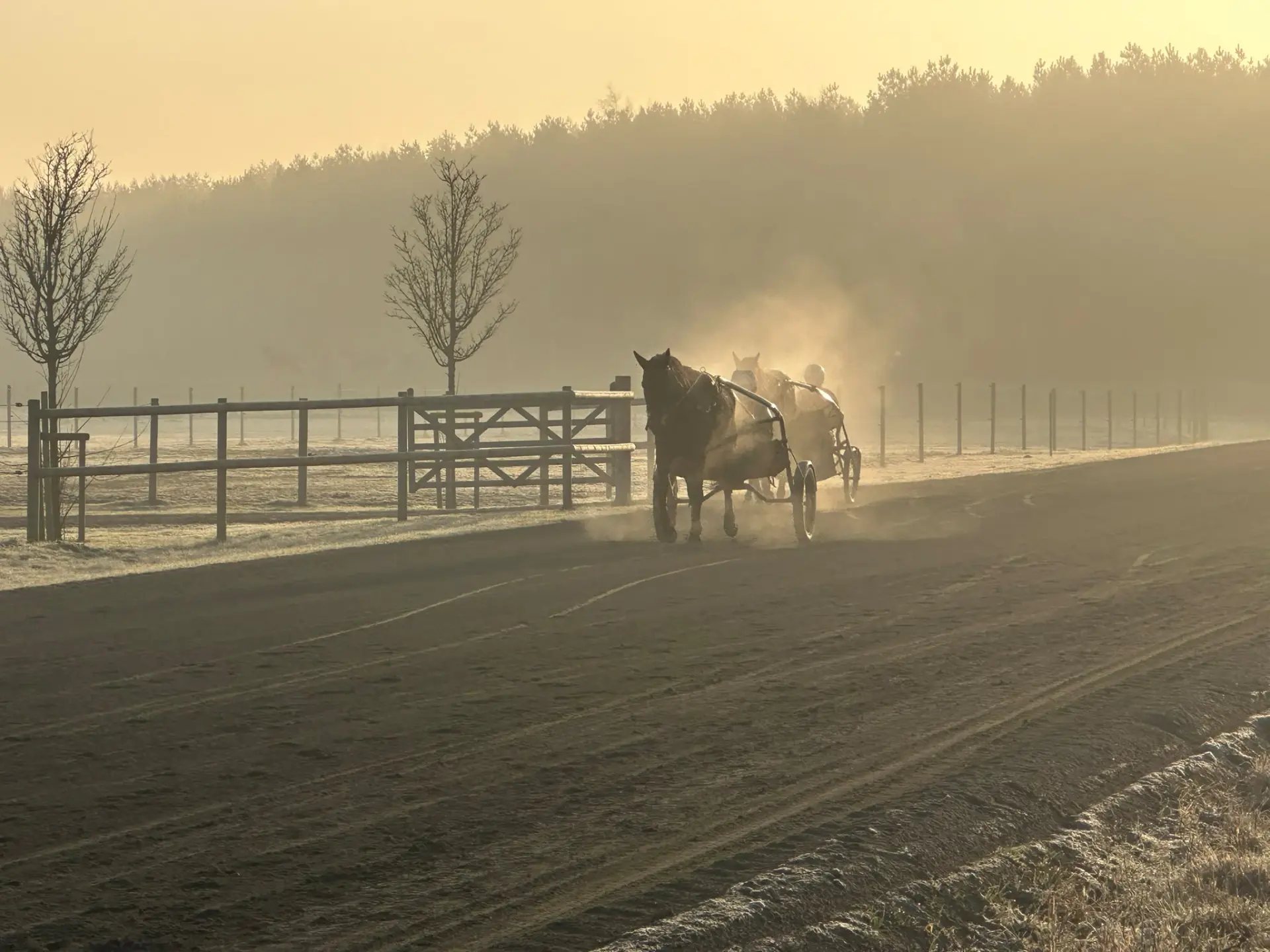 Häst i träning i morgondis