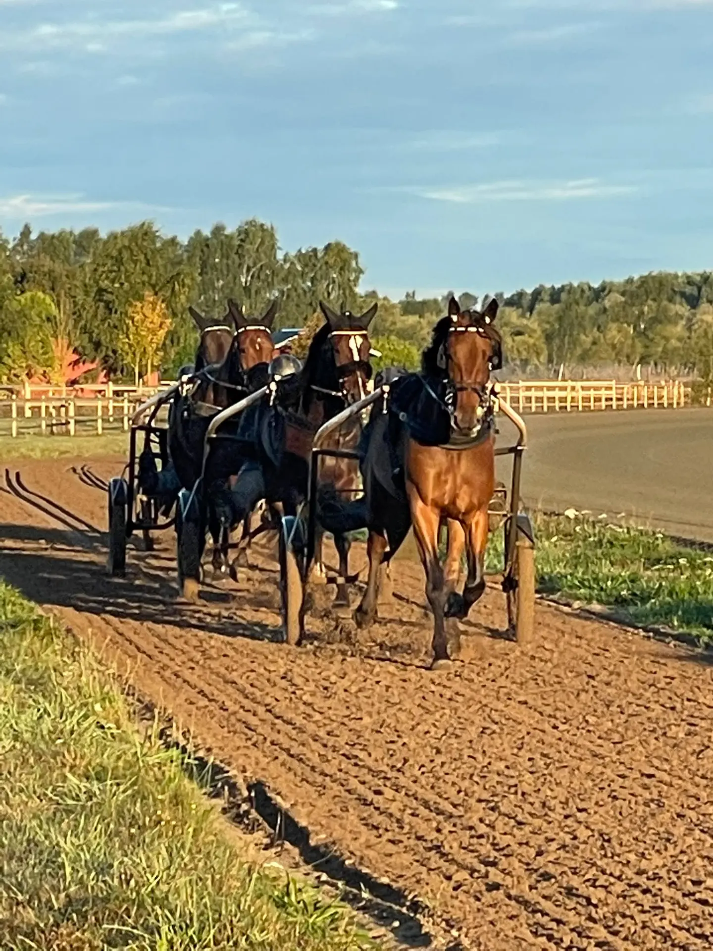 Hästar i träning på gårdens bana