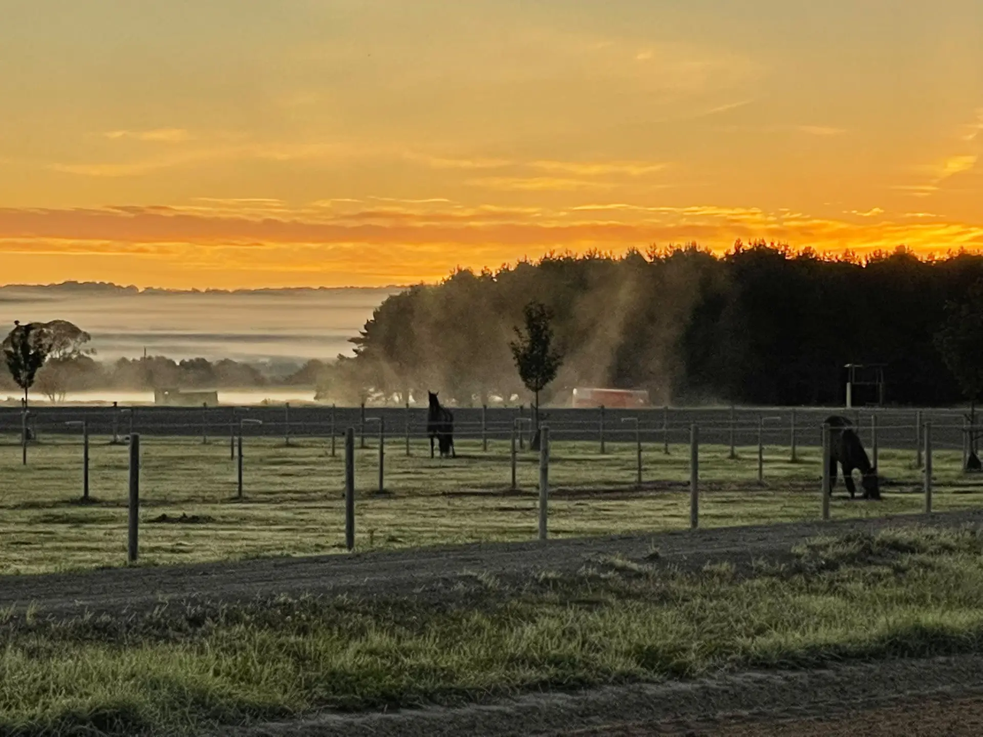 Hagar i morgondimma vid soluppgång