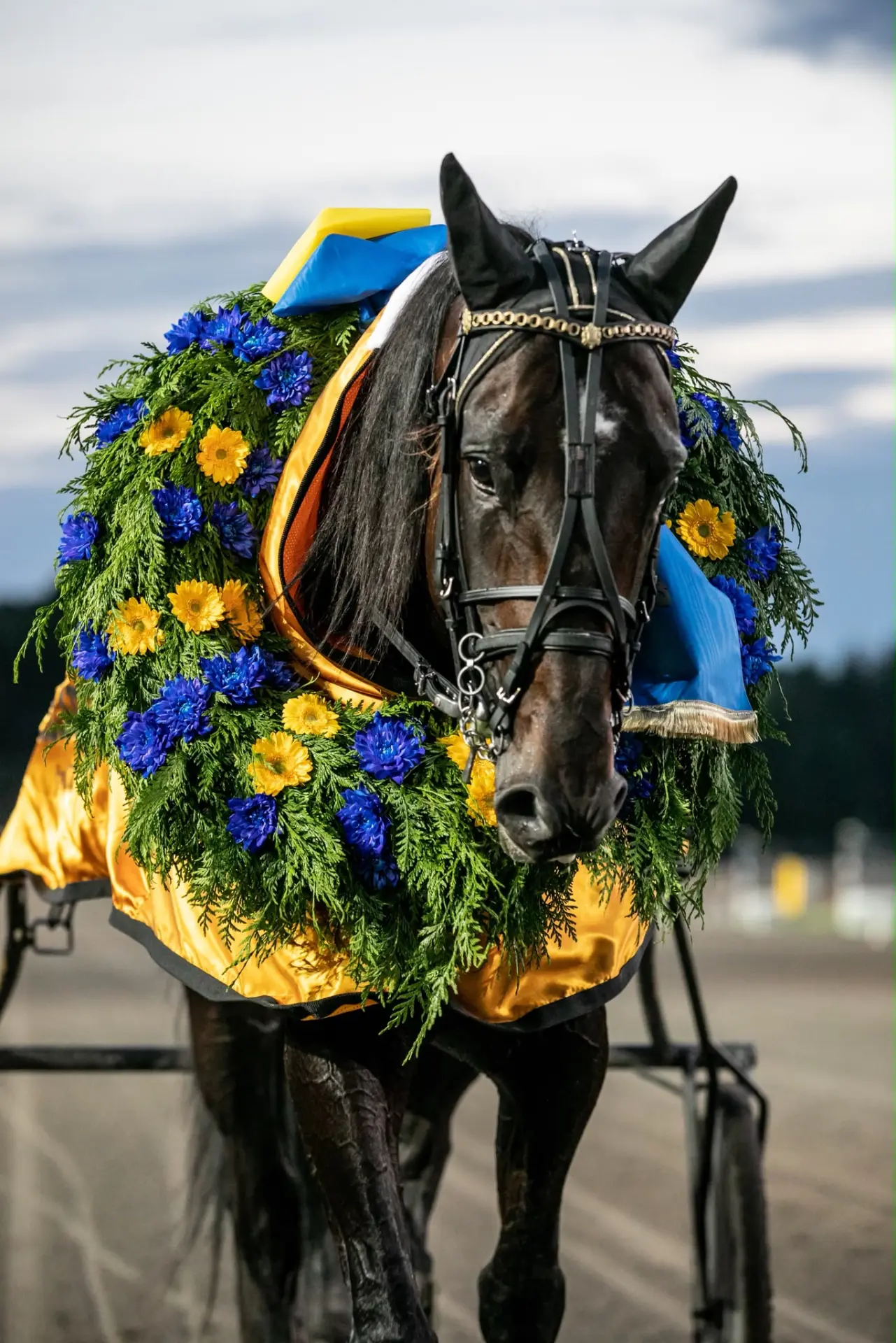 Segerhäst med krans i blått och gult