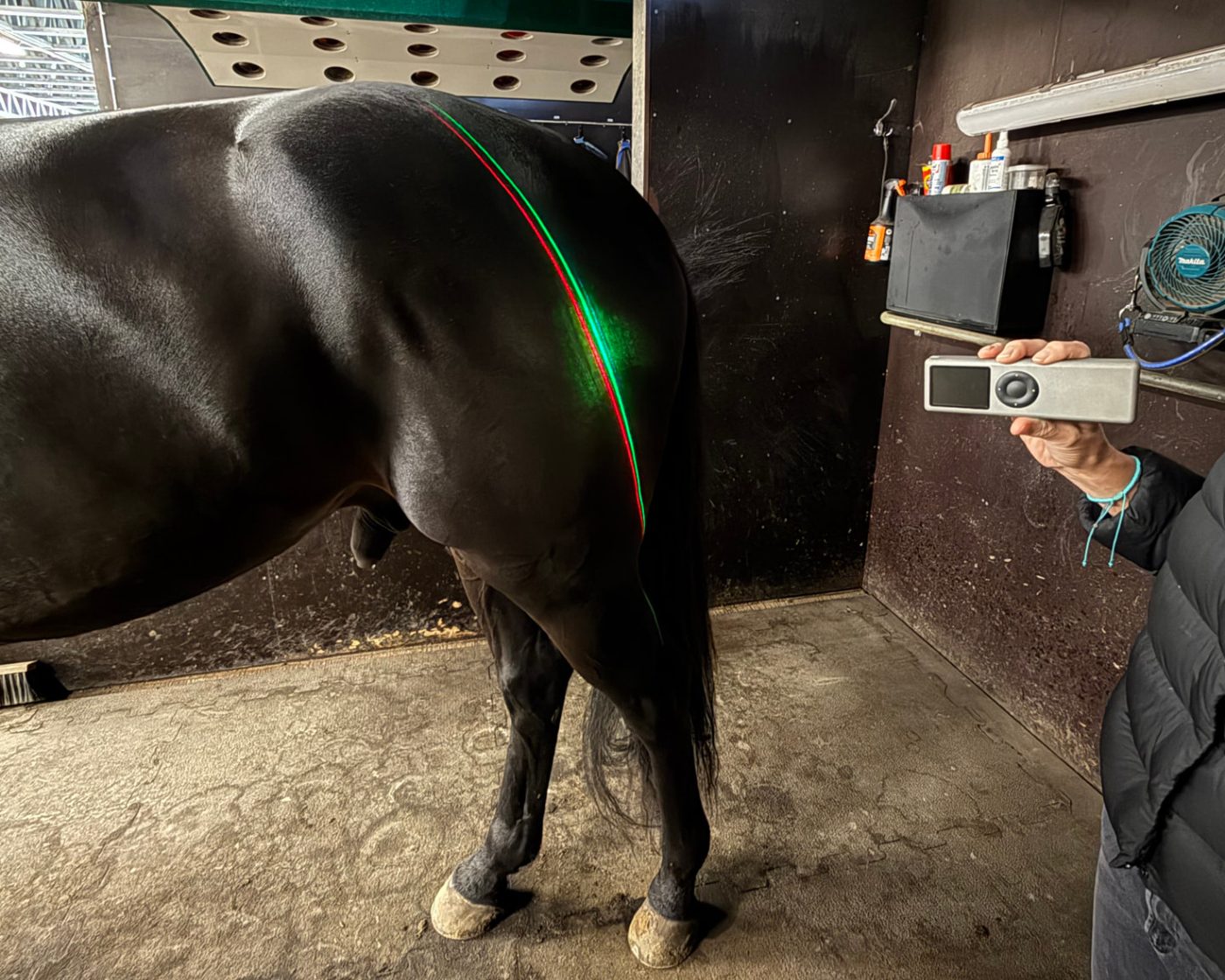 Laserbehandling av hästens bakdel i stallet