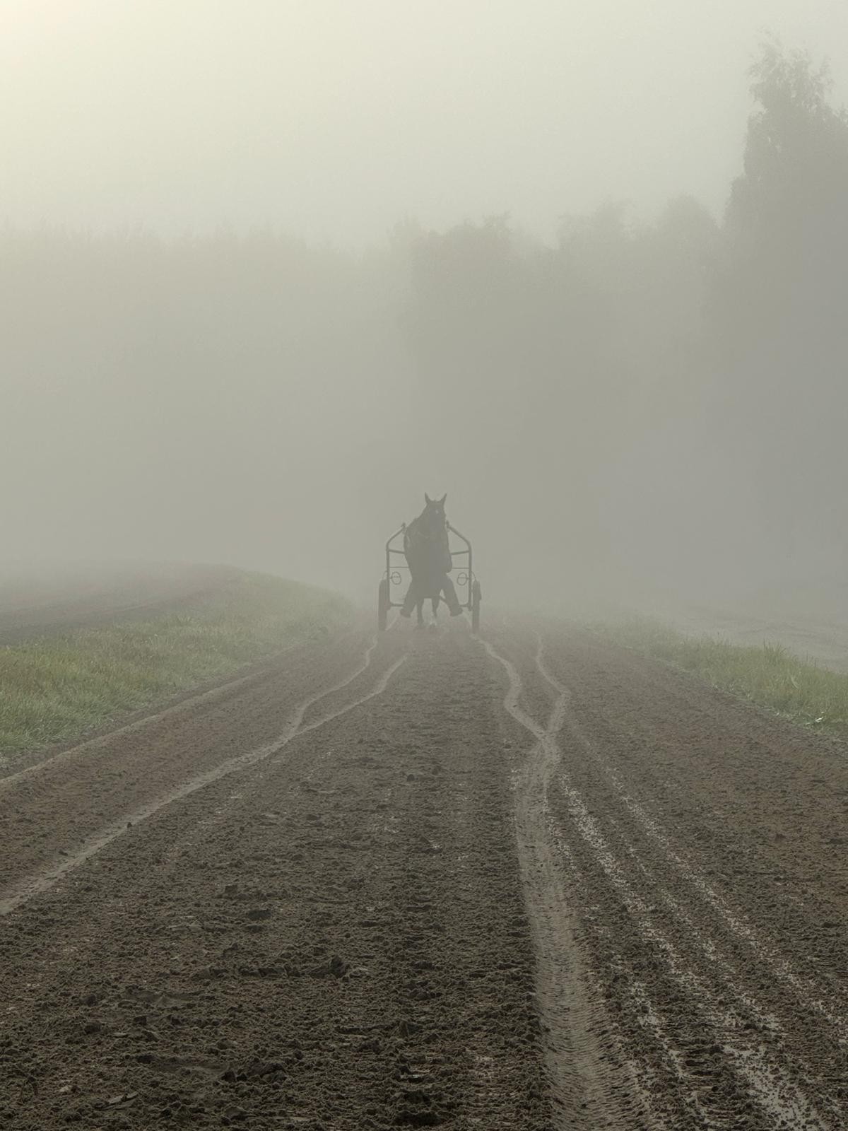 Häst och sulky i morgondis